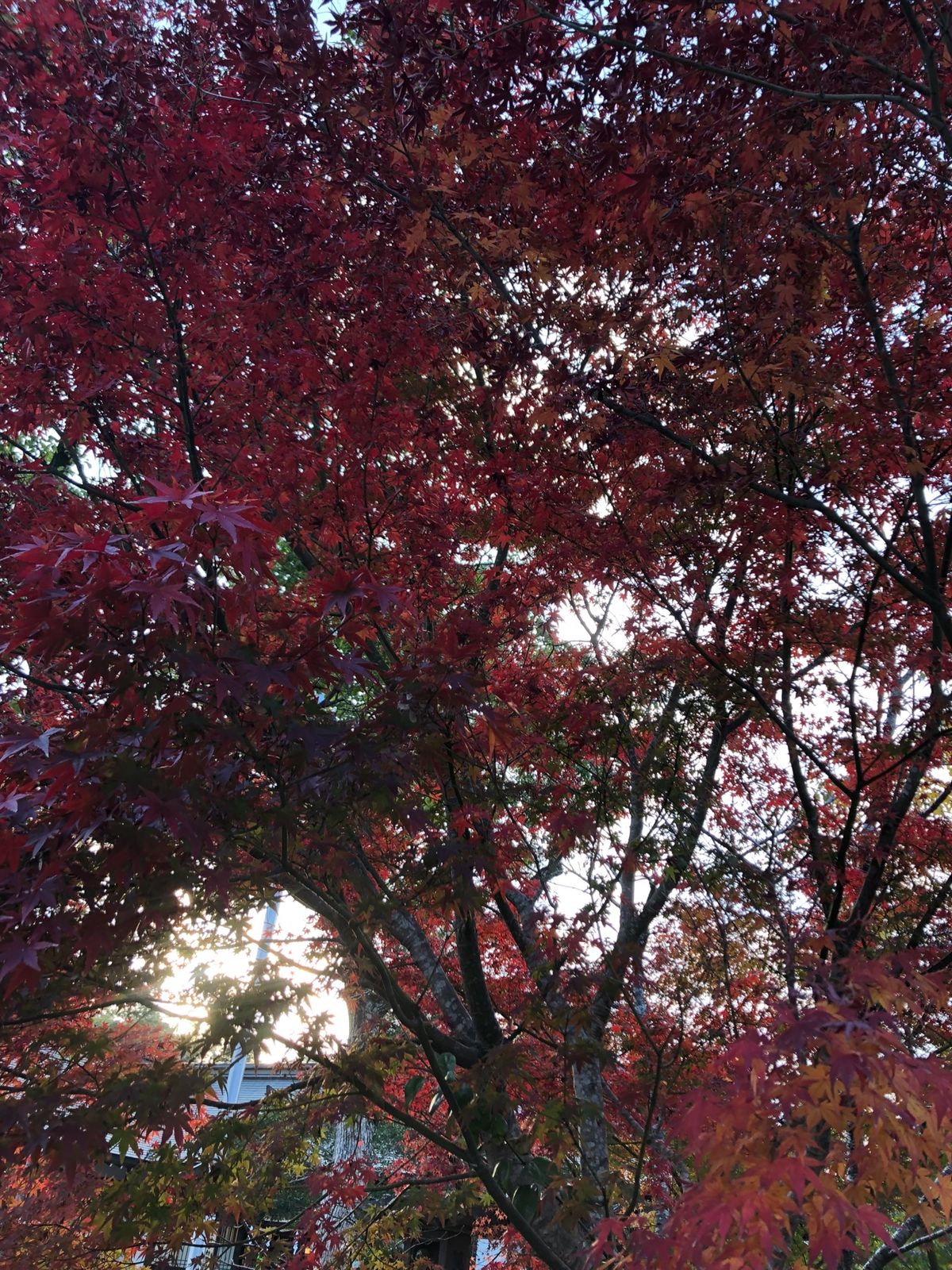 夕飯は小田屋の天ぷらを。九州スタイル。紅葉も満喫！