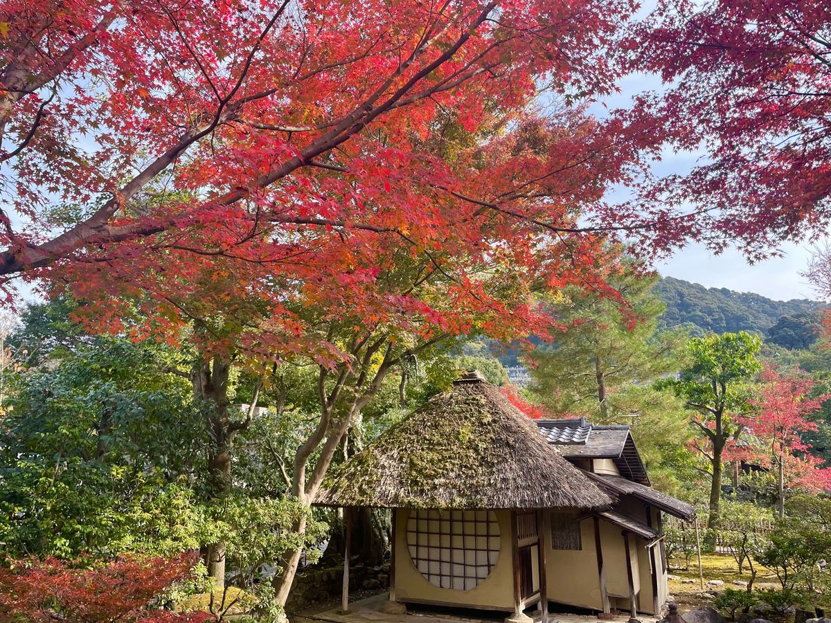 午前中は高台寺。豊臣秀吉の妻ねねの菩提寺です。庭園の紅葉は素晴らしいものでした。