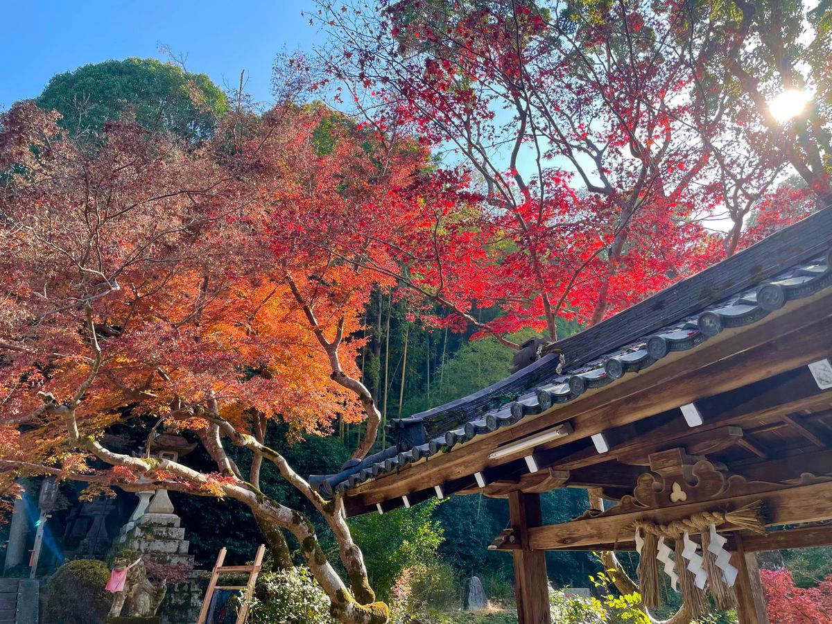 桜井市にある等彌（とみ）神社の紅葉。訪れる人も比較的少ないのでゆっくりと紅...