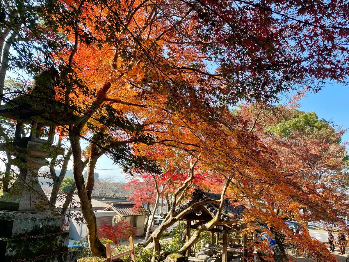 桜井市にある等彌（とみ）神社の紅葉。訪れる人も比較的少ないのでゆっくりと紅...