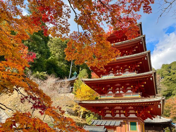日本・京都府「奈良・京都の紅葉2021」の写真：長谷寺の紅葉。牡丹の時期も有名ですが、紅...