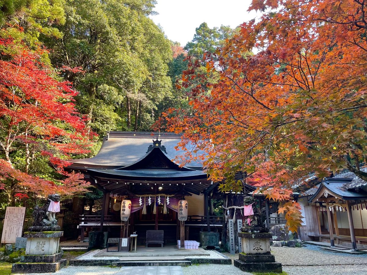 桜井市にある等彌（とみ）神社の紅葉。訪れる人も比較的少ないのでゆっくりと紅...