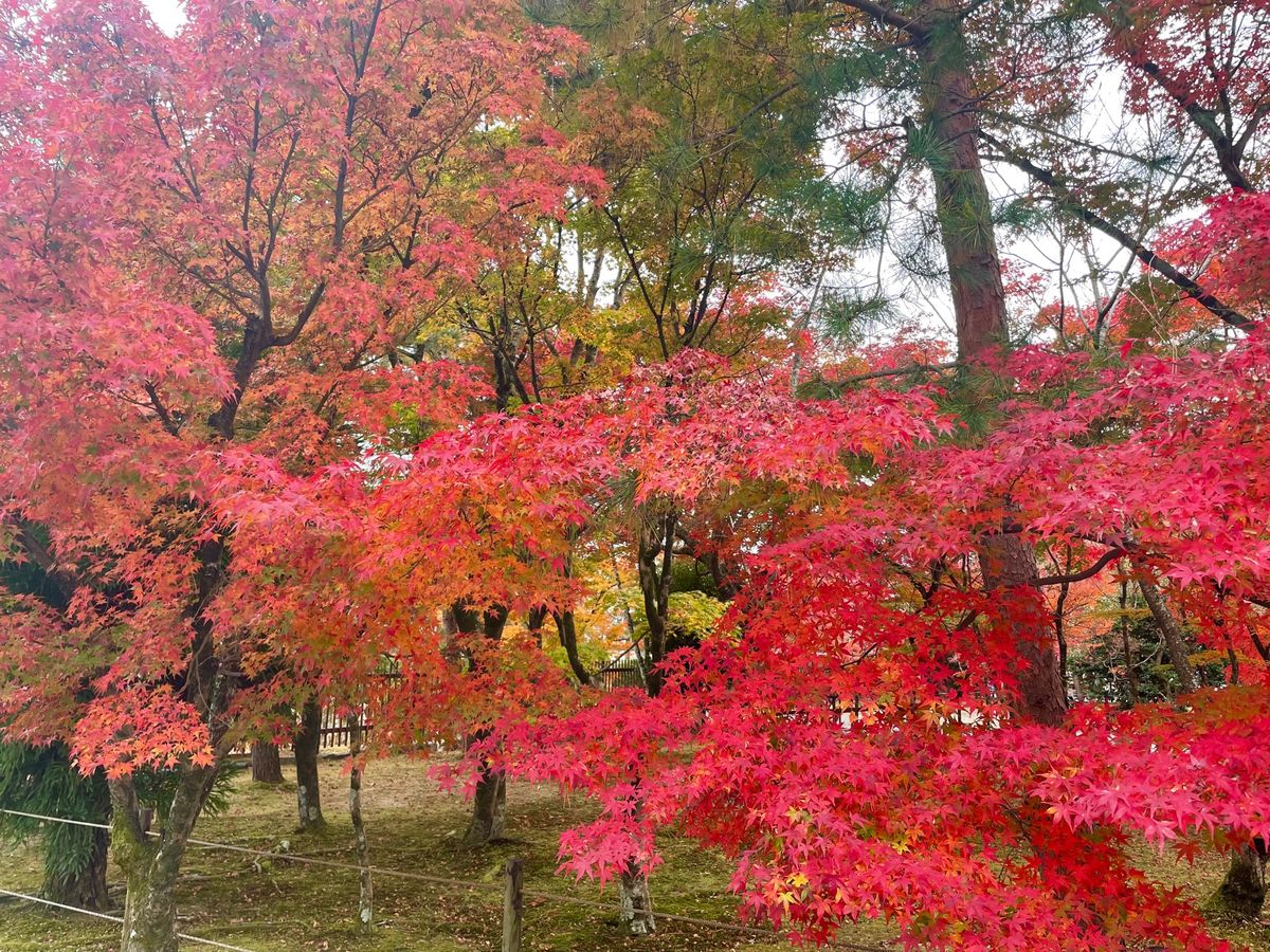最後は天龍寺。世界遺産にも指定されている場所。庭園は美しいです。