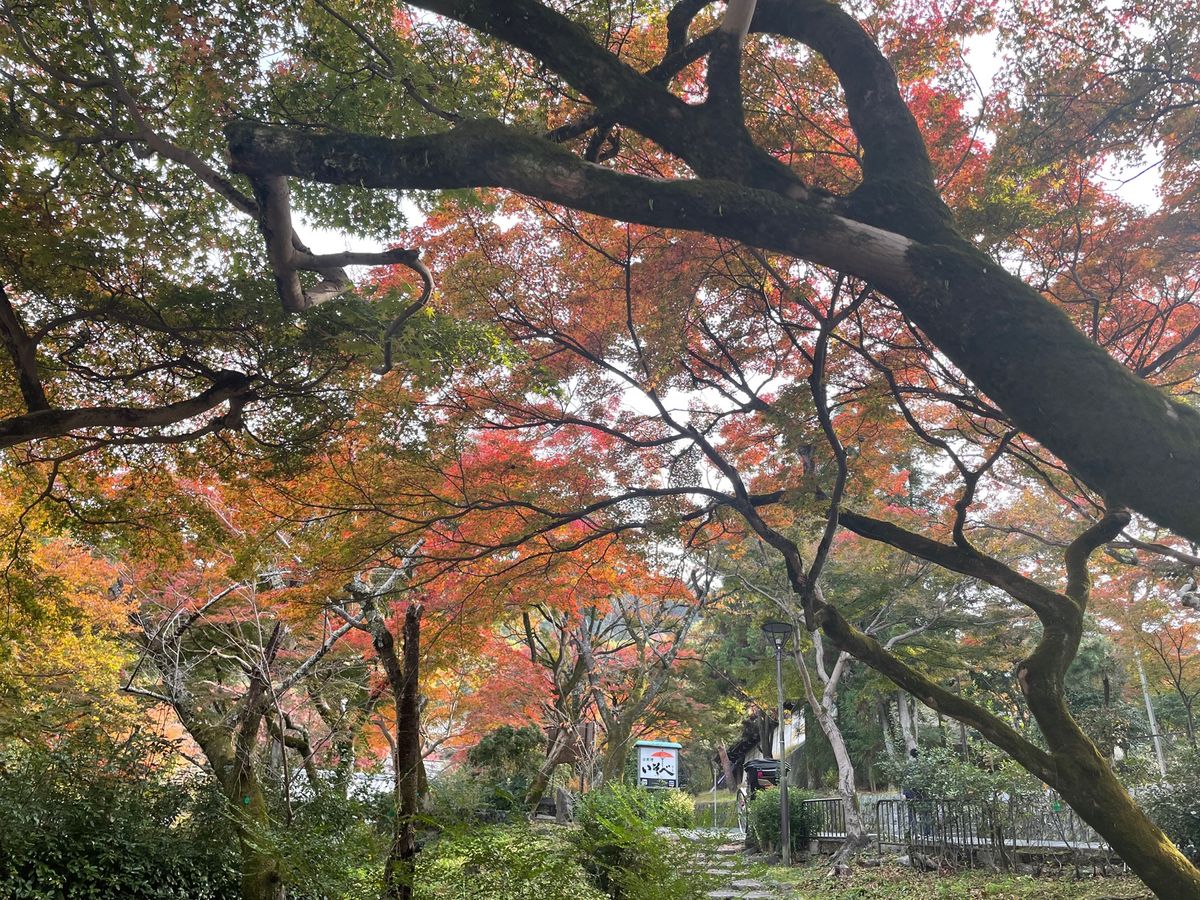 今日は京都の紅葉。先ずは八坂神社と円山公園。