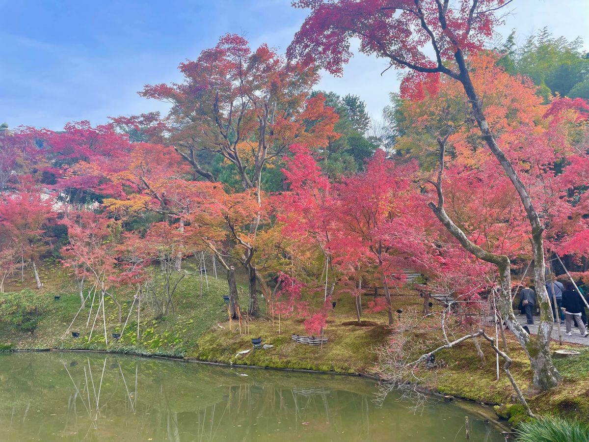 午前中は高台寺。豊臣秀吉の妻ねねの菩提寺です。庭園の紅葉は素晴らしいものでした。