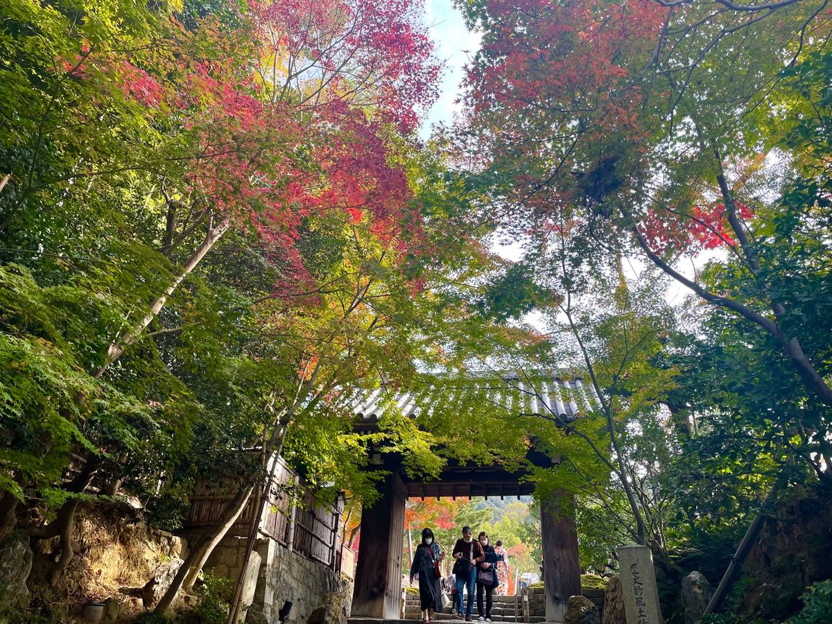 午前中は高台寺。豊臣秀吉の妻ねねの菩提寺です。庭園の紅葉は素晴らしいものでした。