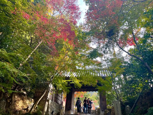 日本・京都府「奈良・京都の紅葉2021」の写真：午前中は高台寺。豊臣秀吉の妻ねねの菩提寺...