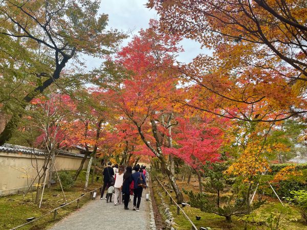 日本・京都府「奈良・京都の紅葉2021」の写真：宝厳院。ここの紅葉のトンネルは素晴らしい...