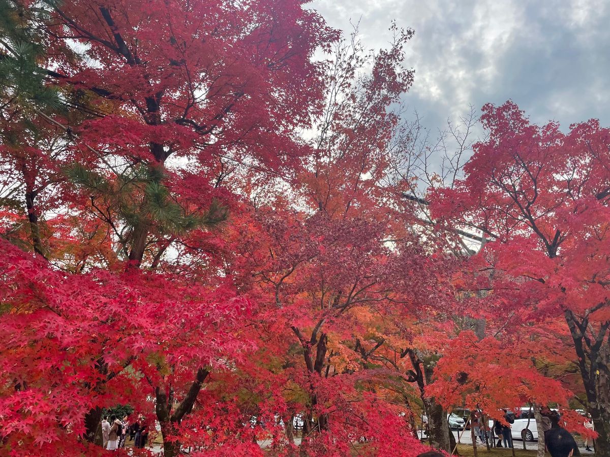 最後は天龍寺。世界遺産にも指定されている場所。庭園は美しいです。