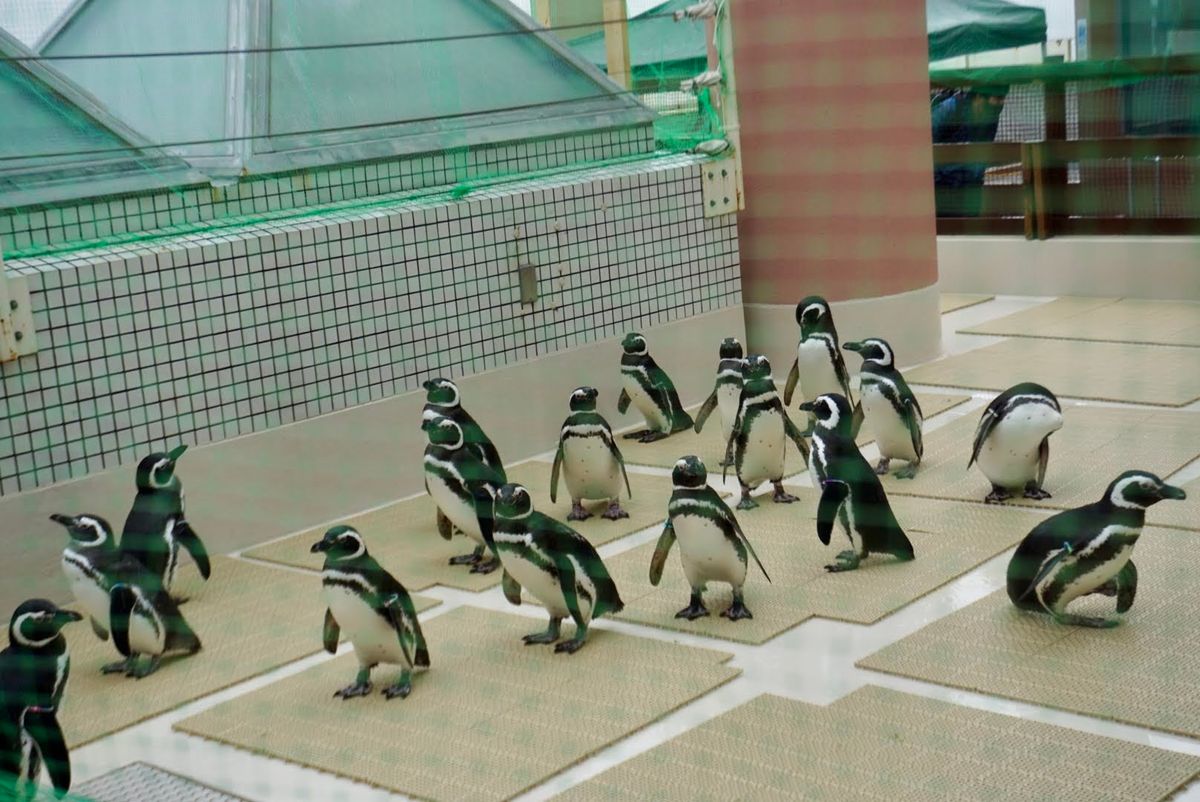 須磨水族館

🐧🦭