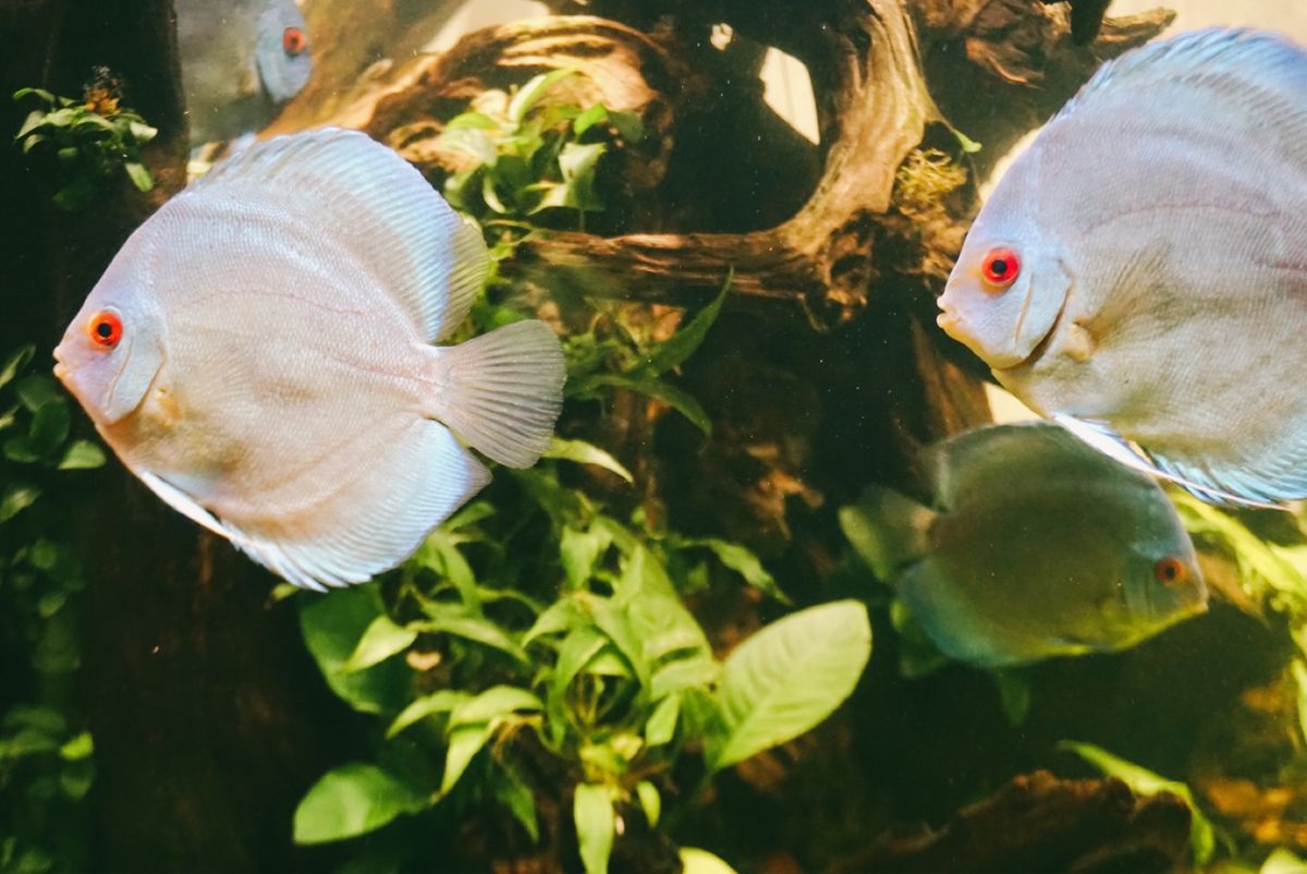 【アトア（átoa）】
2021年10月下旬オープンの水族館