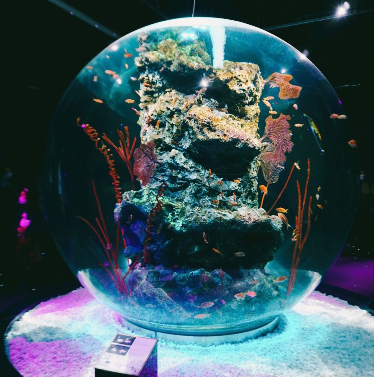 【アトア（átoa）】
2021年10月下旬オープンの水族館