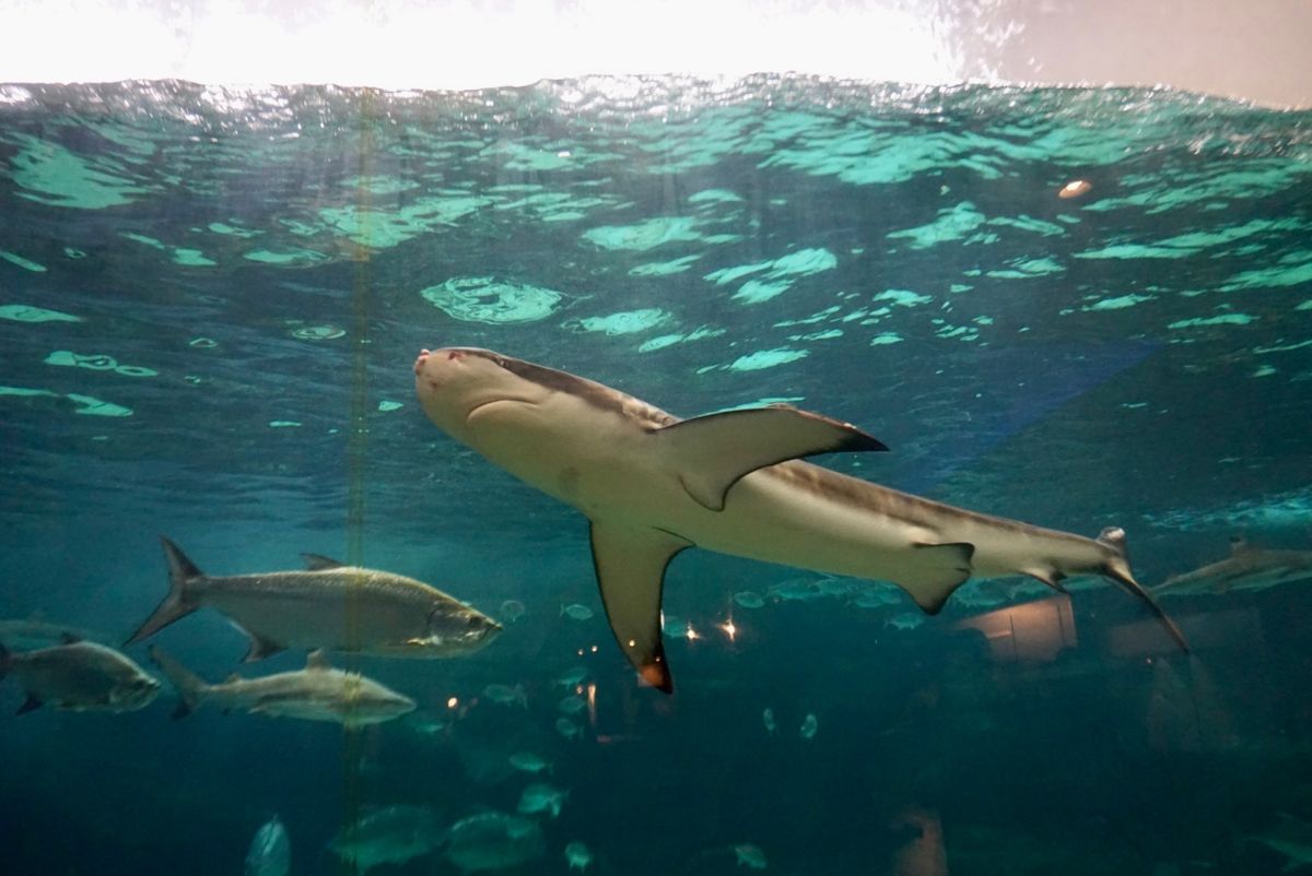 【2日目】須磨海浜水族園

入ってすぐに大水槽が迎えてくれます

...