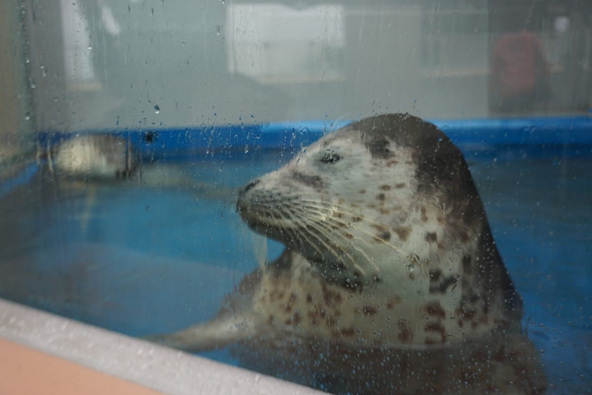 須磨水族館

🐧🦭