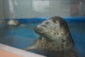 須磨水族館

🐧🦭