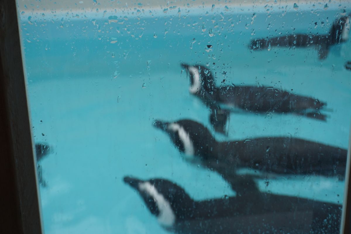 須磨水族館

🐧🦭