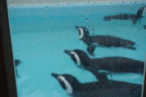 須磨水族館

🐧🦭