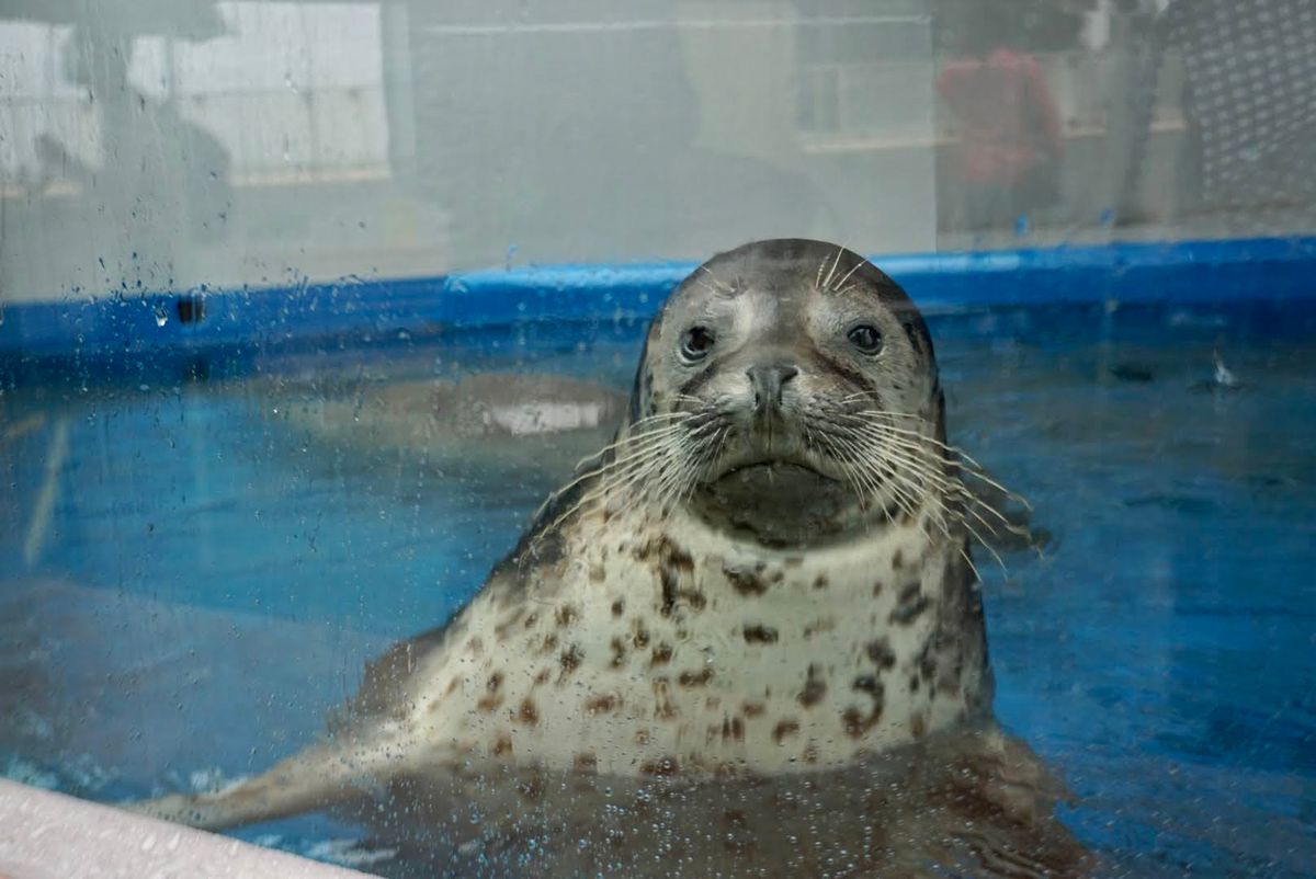 須磨水族館

🐧🦭