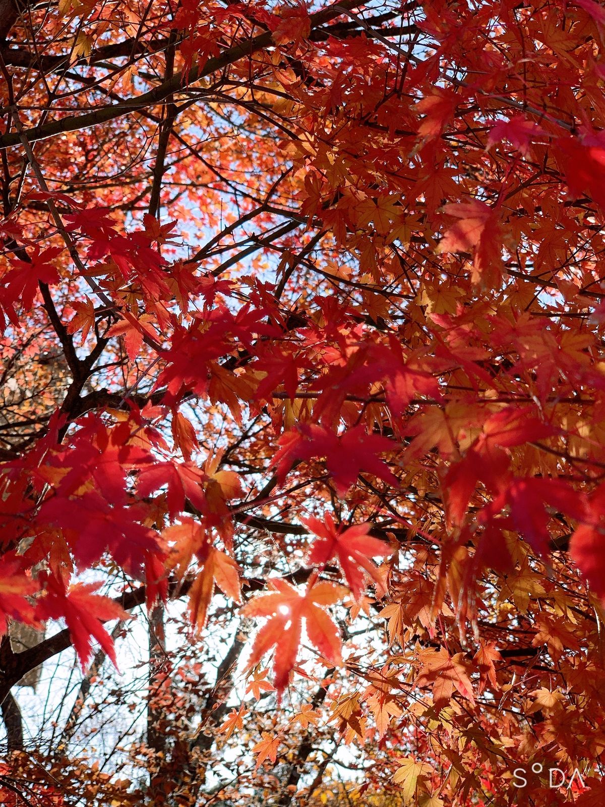 温泉の場所は紅葉が素敵すぎた！リンゴ風呂や足湯もあった！