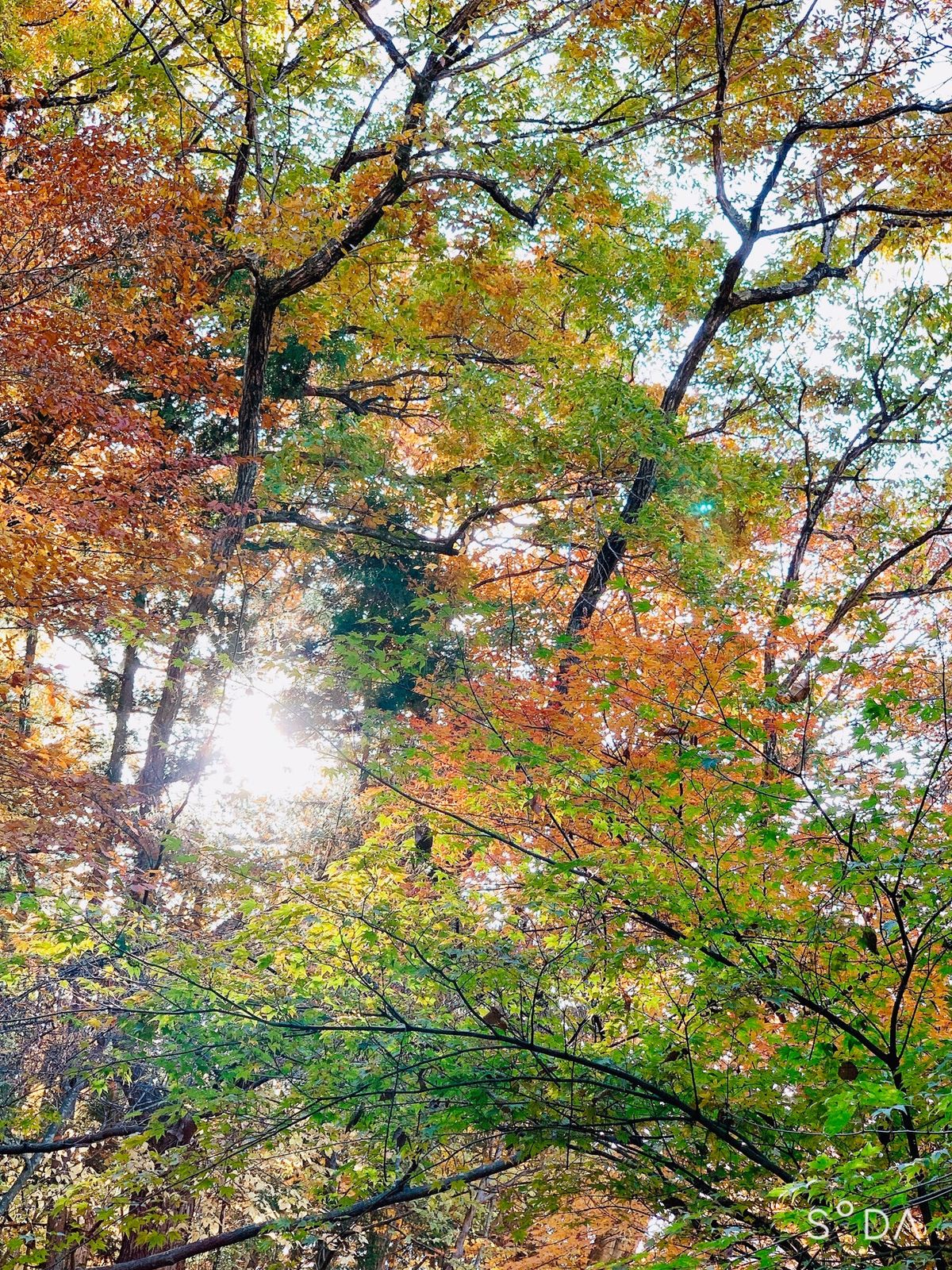 温泉の場所は紅葉が素敵すぎた！リンゴ風呂や足湯もあった！