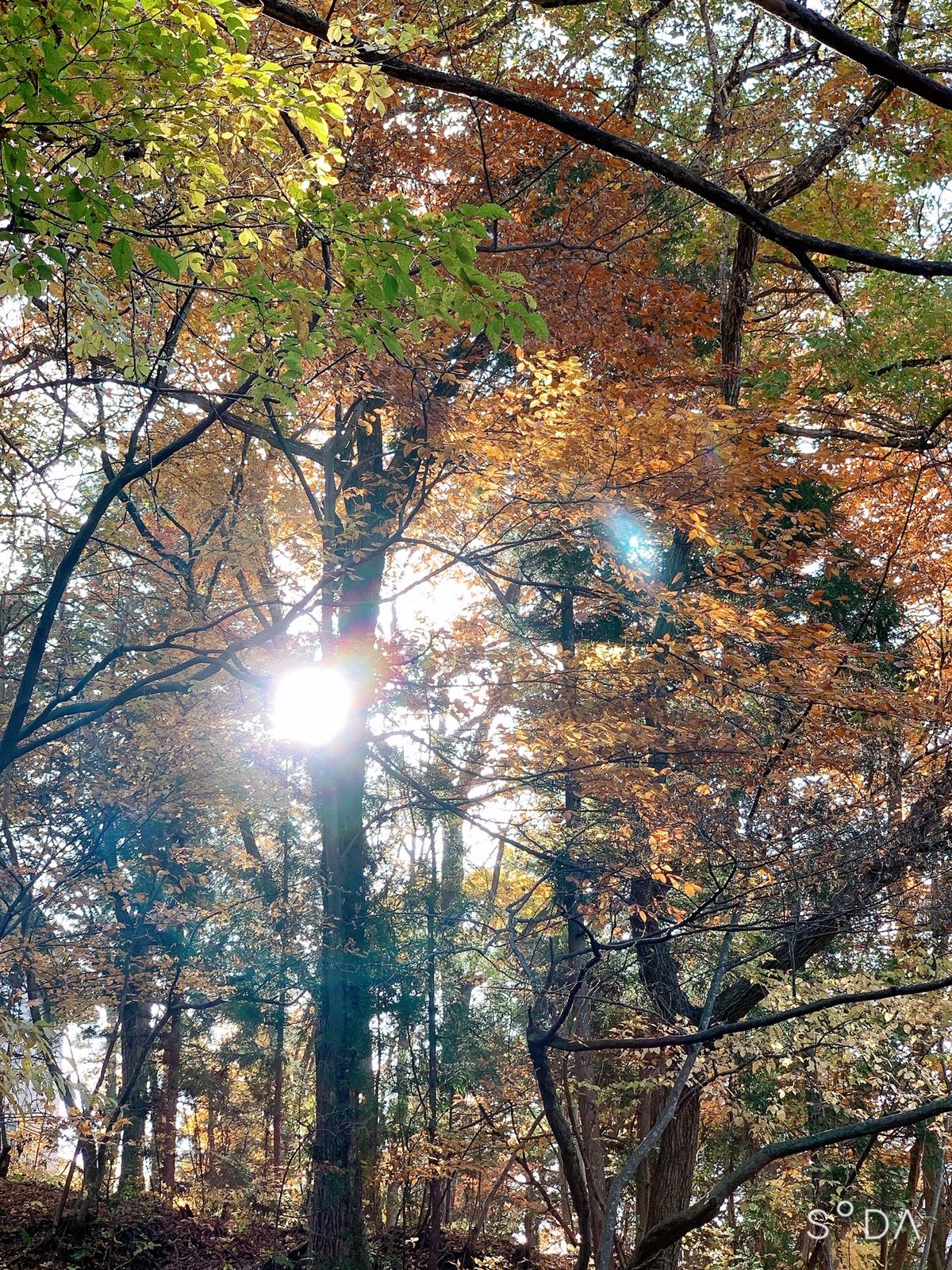 温泉の場所は紅葉が素敵すぎた！リンゴ風呂や足湯もあった！