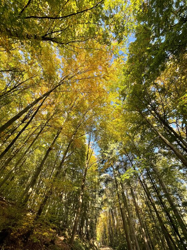 ドイツ・Miltenberg「ミルテンブルグ」の写真