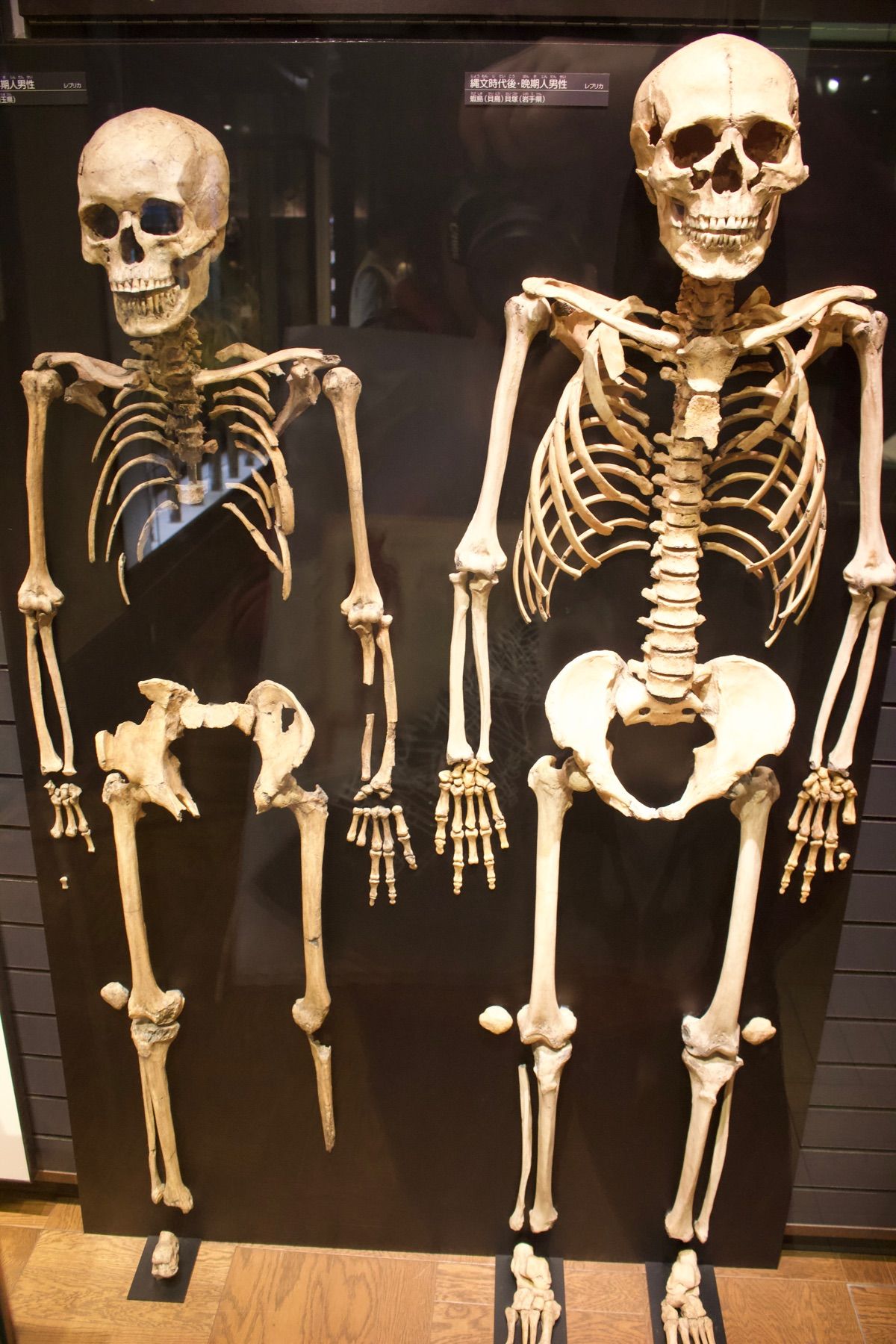 東京国立博物館
レインボーブリッジ
東京都庁