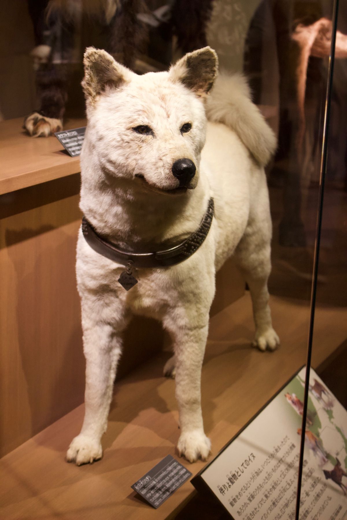 東京国立博物館
レインボーブリッジ
東京都庁