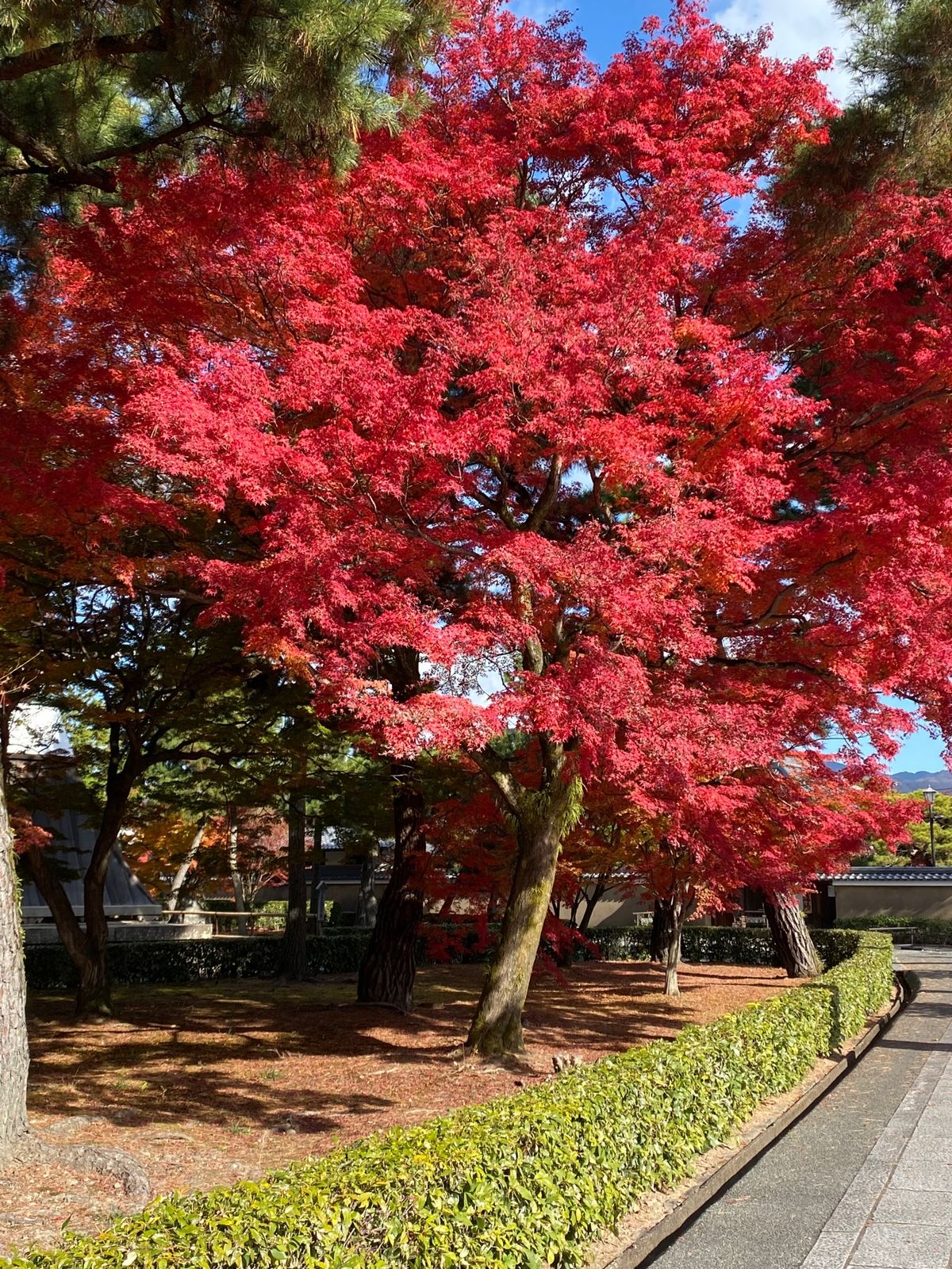 京都
●相国寺の総門
●相国寺の紅葉
●相国寺の庫裏 香積院
●相国寺の方...