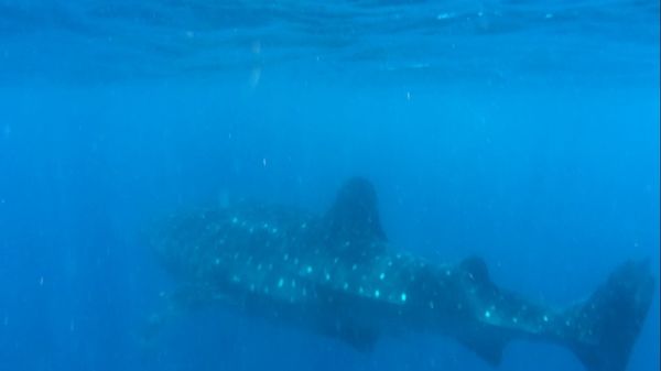 メキシコ・メキシコシティ「メキシコ：新婚旅行part.2」の写真