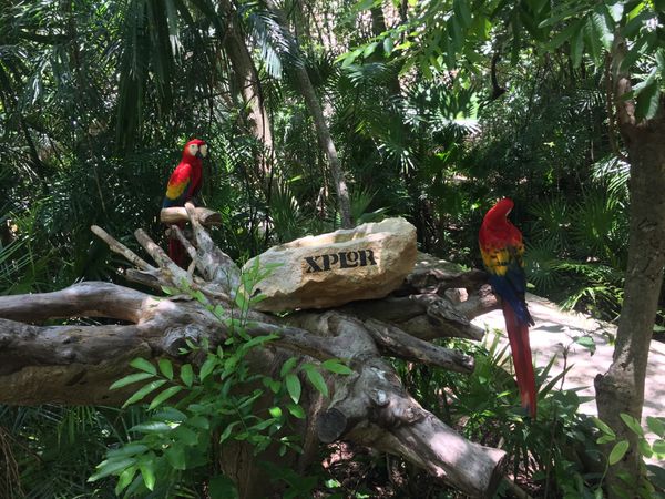 メキシコ・メキシコシティ「メキシコ：新婚旅行part.2」の写真