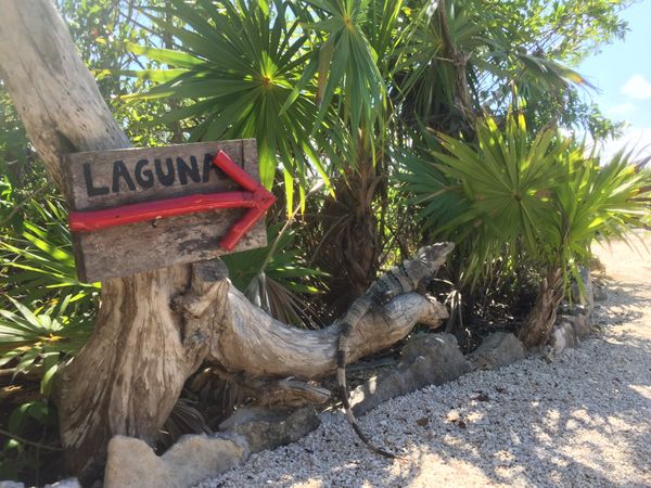 メキシコ・メキシコシティ「メキシコ：新婚旅行part.2」の写真