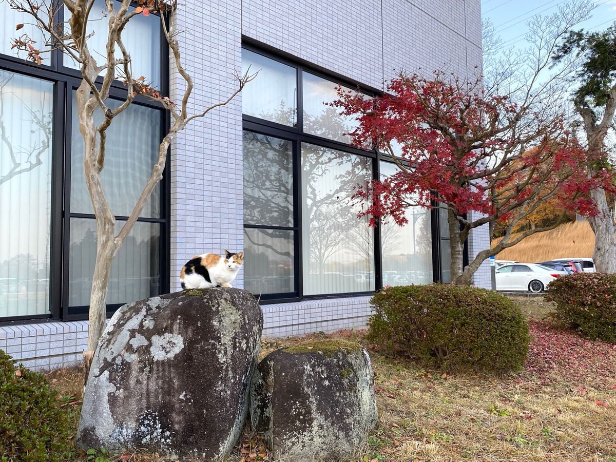 三次にいた猫ちゃん
一生懸命ミャアミャア鳴いてたけど
何を訴えてたんかなぁ...