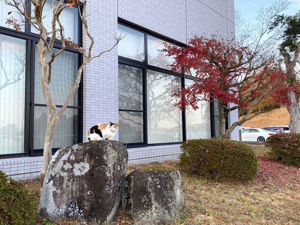 日本・広島県「無駄に呉を往復する悲劇にあった広島出張🤯」の写真：三次にいた猫ちゃん
一生懸命ミャアミャア...