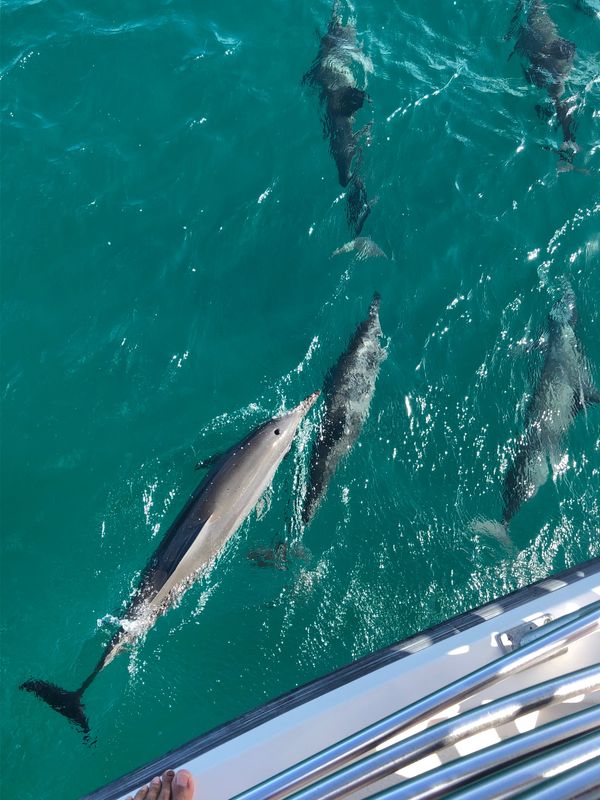 「グアム家族旅行」の写真：グアム家族旅行

今回は初めてのイルカウ...