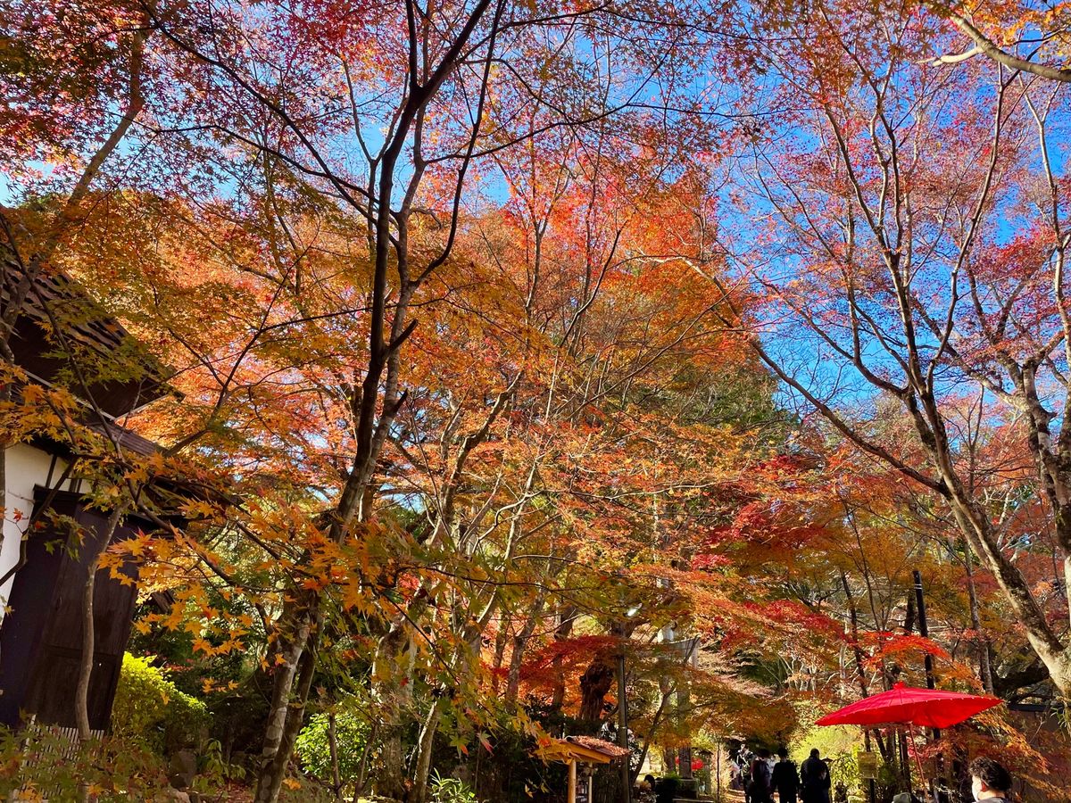 湖南三山の一つ長寿寺の紅葉