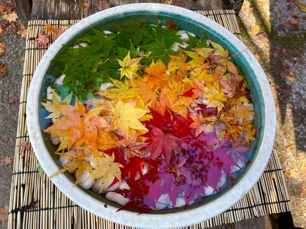 日本・滋賀県「近江・湖南三山の紅葉2021」の写真