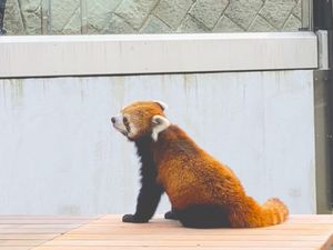 ⭐︎東山動植物園⭐︎
電車時間の都合で30分の駆け足巡り。
30分では周り...