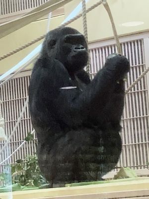⭐︎東山動植物園⭐︎
電車時間の都合で30分の駆け足巡り。
30分では周り...