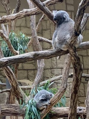 ⭐︎東山動植物園⭐︎
電車時間の都合で30分の駆け足巡り。
30分では周り...