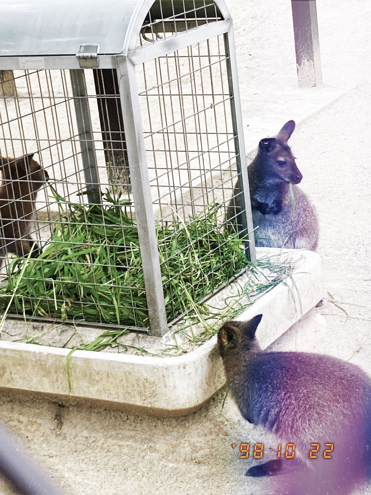 ⭐︎東山動植物園⭐︎
電車時間の都合で30分の駆け足巡り。
30分では周り...