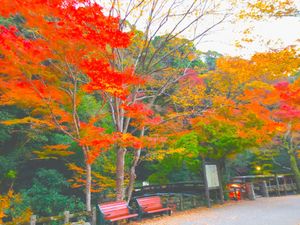 ⭐︎紅葉　ライトアップ⭐︎