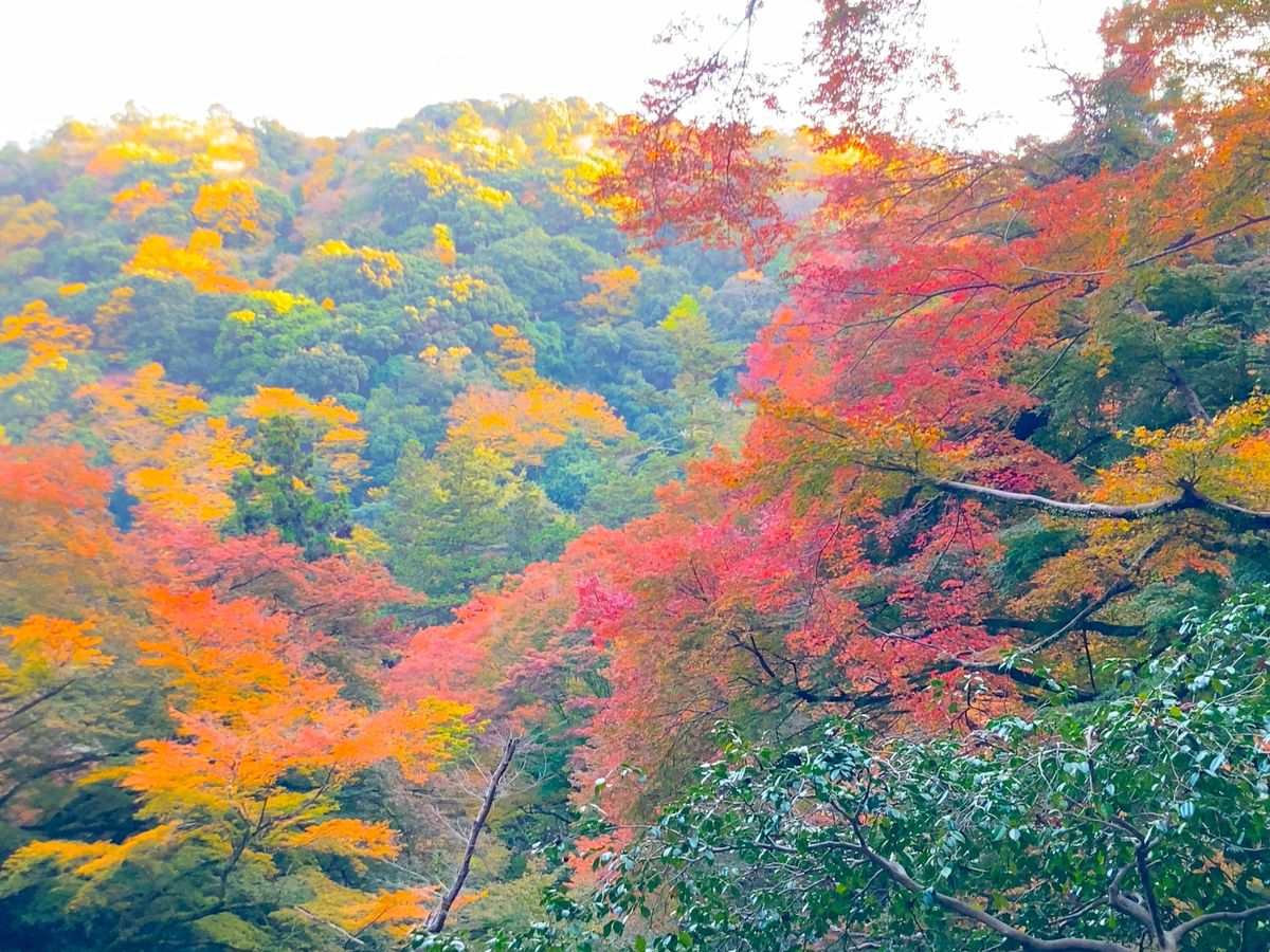 ⭐︎プチハイキング⭐︎
①380段の階段を登った展望台（まぁまぁ過酷）
②...
