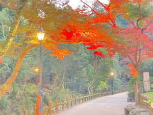 ⭐︎紅葉　ライトアップ⭐︎