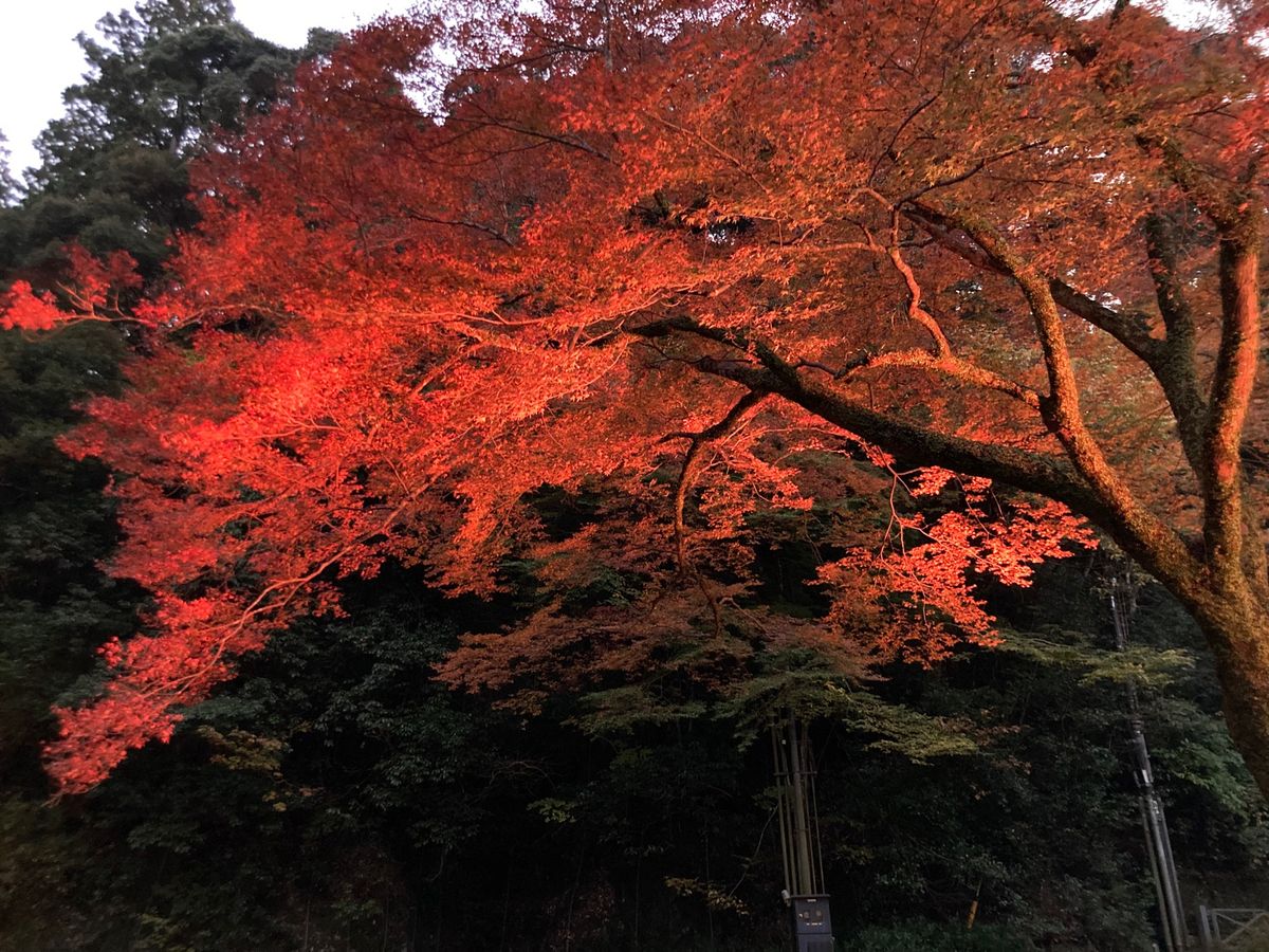 ⭐︎紅葉　ライトアップ⭐︎