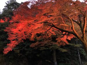 ⭐︎紅葉　ライトアップ⭐︎