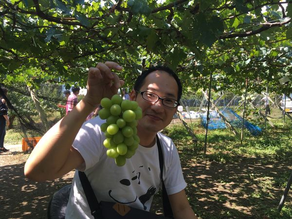 日本・山梨県「山梨でシャインマスカット狩り」の写真