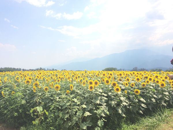 日本・山梨県「明野のひまわり」の写真