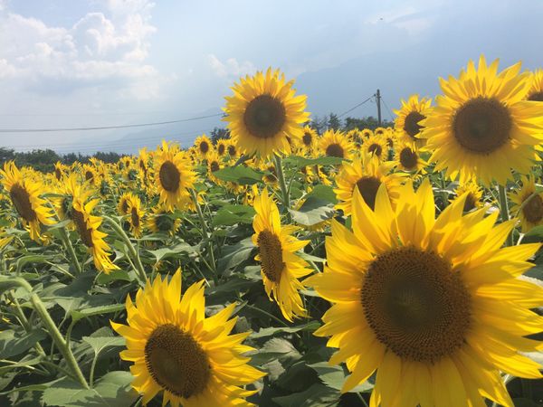 日本・山梨県「明野のひまわり」の写真