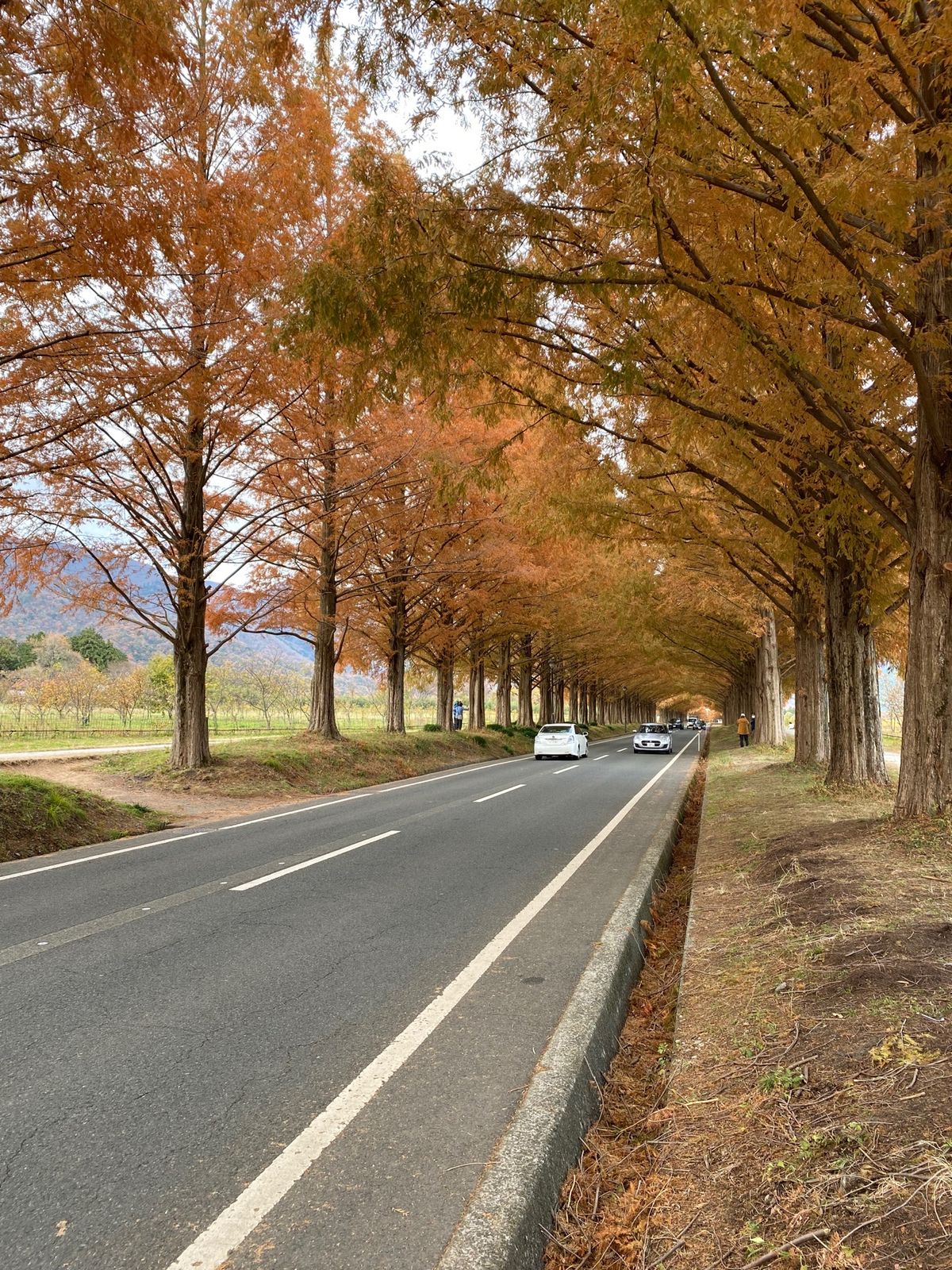 メタセコイヤ！